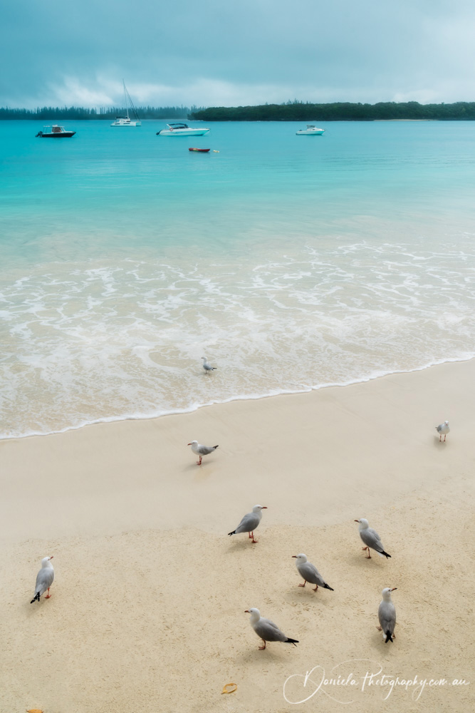 Seagulls on the beach at Isle of Pines, New Caledonia
